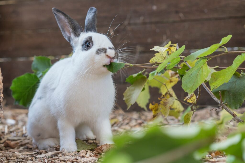 Hase