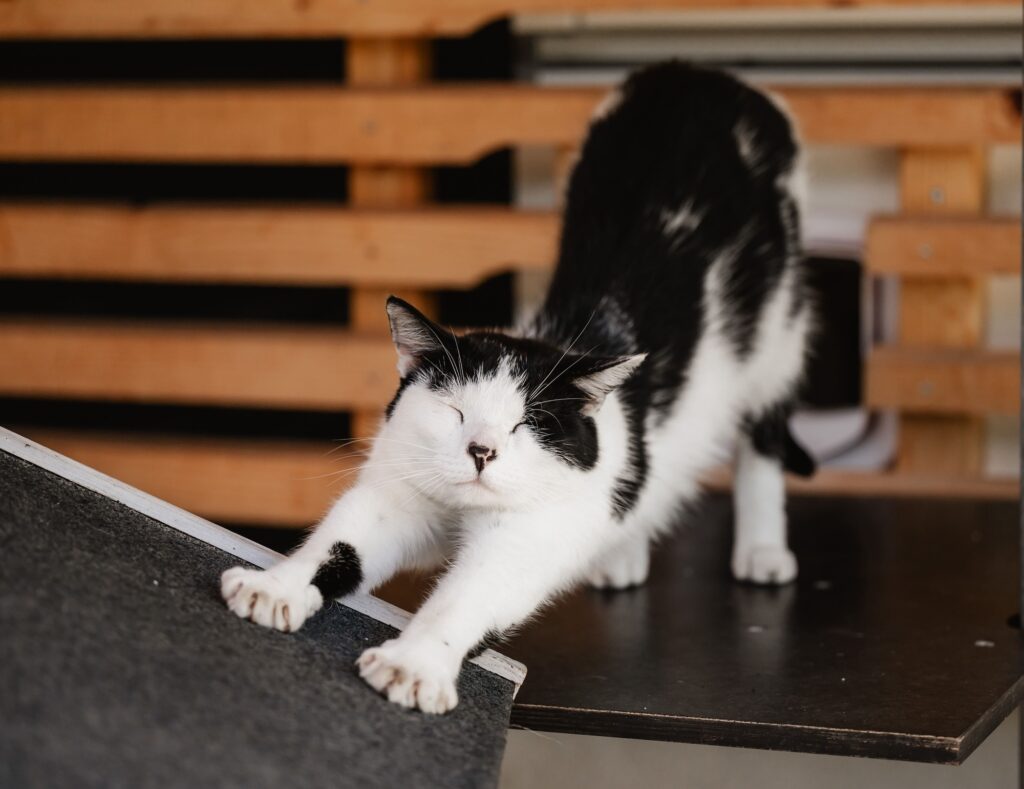 Katze streckt sich