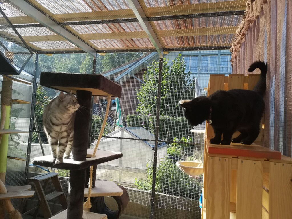 Katzen auf dem katzenbaum