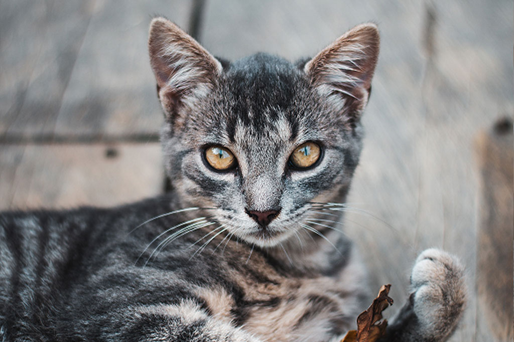 Katze liegt