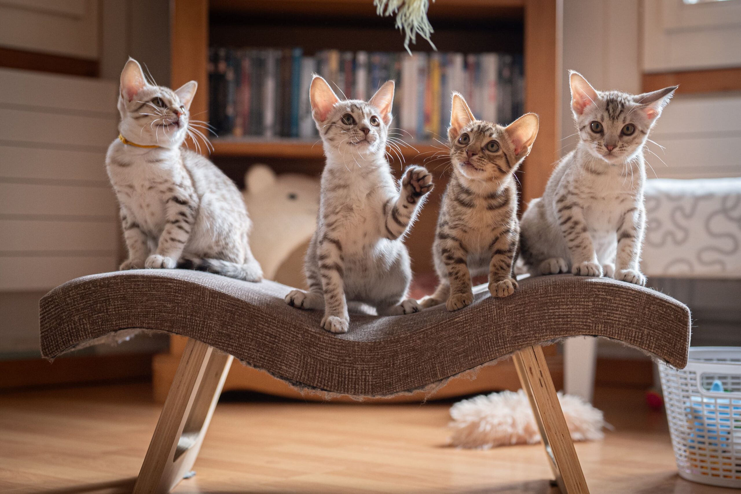 Katzen spielen