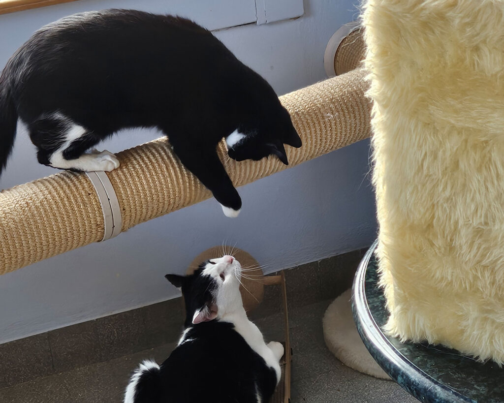 Zwei Katzen spielen